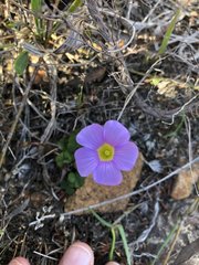 Oxalis commutata