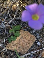Oxalis commutata