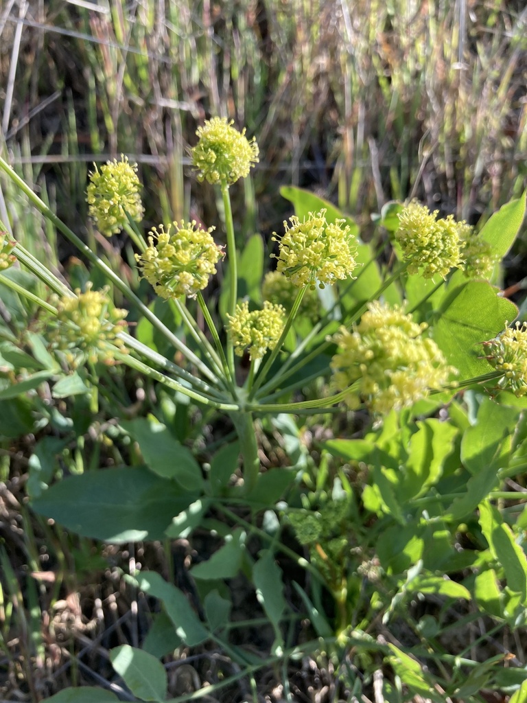 Barestem Biscuitroot from Uplands Park, Oak Bay, BC, CA on April 14 ...