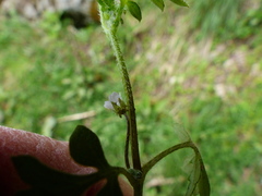 Nemophila parviflora