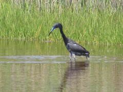 Egretta caerulea × tricolor