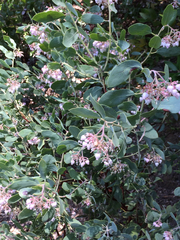Arctostaphylos patula