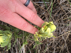 Castilleja citrina