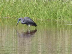 Egretta caerulea × tricolor