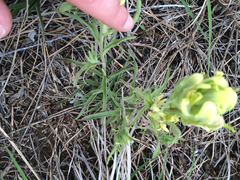 Castilleja citrina