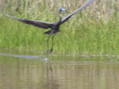 Egretta caerulea × tricolor