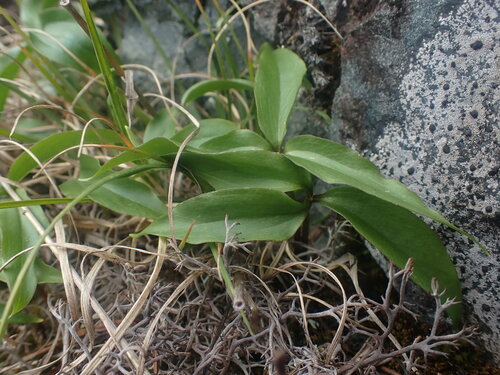 Trillium hibbersonii (Trillium hibbersonii)