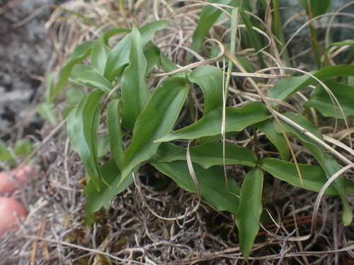 Trillium hibbersonii (Trillium hibbersonii)