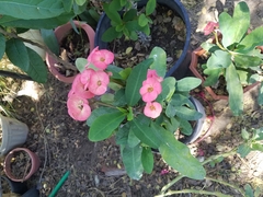 Euphorbia milii