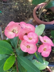 Euphorbia milii