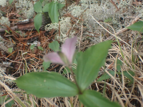Trillium hibbersonii (Trillium hibbersonii)