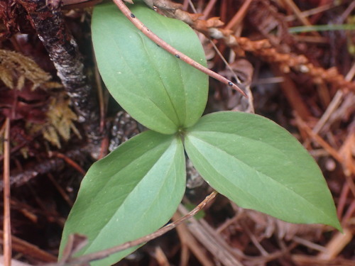 Trillium hibbersonii (Trillium hibbersonii)