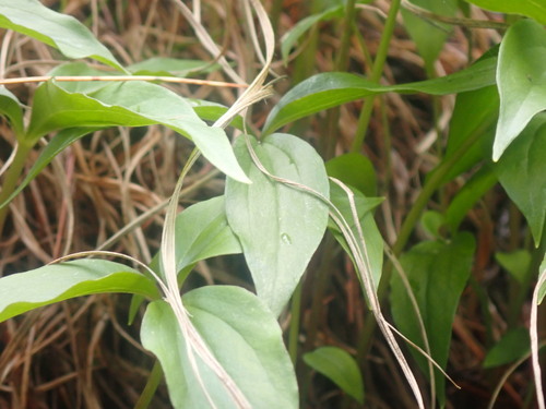 Trillium hibbersonii (Trillium hibbersonii)