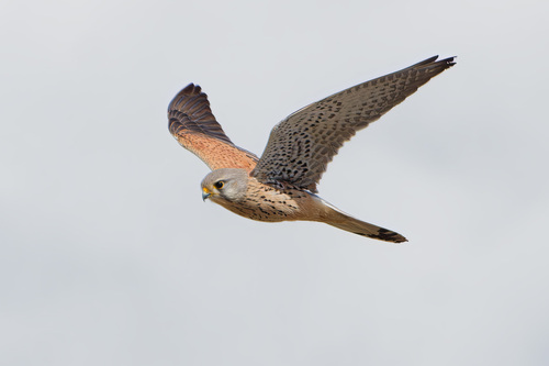 Eurasian Kestrel, photo 10 of 10