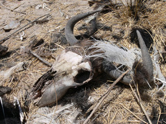 Connochaetes taurinus