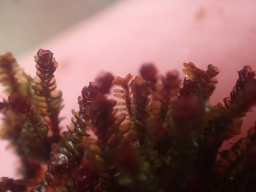 Image of Marsupella emarginata by no rights reserved