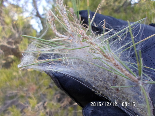 Pine Processionary-moth