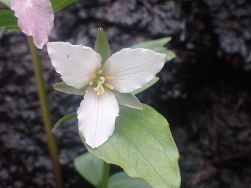 Trillium hibbersonii (Trillium hibbersonii)