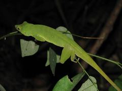 Anolis punctatus