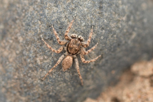 Plexippoides flavescens