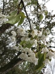 Cerasus