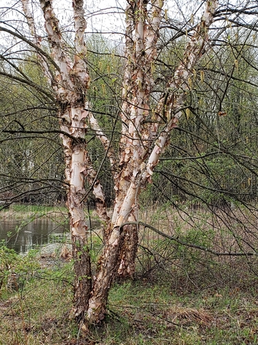 River Birch plant photo (Betula nigra)