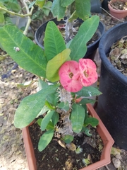 Euphorbia milii