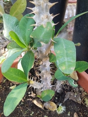 Euphorbia milii