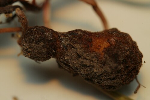 Xestophanes potentillae