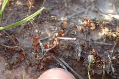 Crassula aquatica