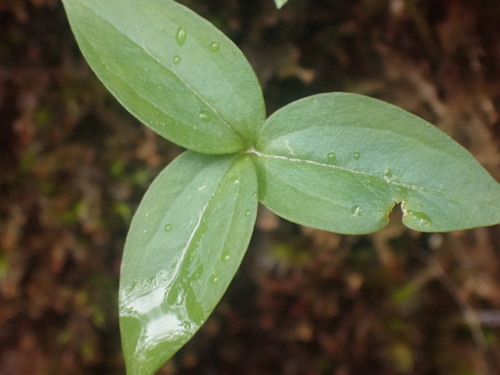 Trillium hibbersonii (Trillium hibbersonii)