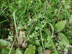 Nemophila parviflora