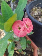 Euphorbia milii