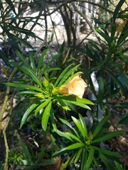 Magnoliopsida