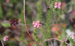 Erica clavisepala