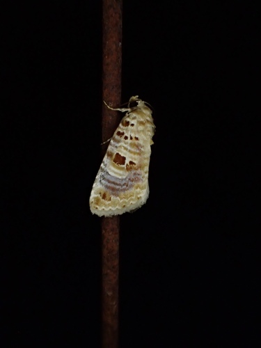 Lantana Moth Species Complex photo 2