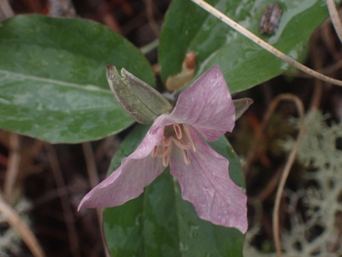 Image of Trillium hibbersonii by no rights reserved