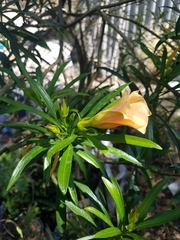 Magnoliopsida