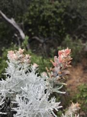 Castilleja hololeuca