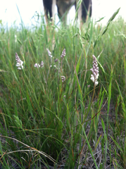 Polygala alba