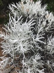 Castilleja hololeuca