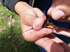 Sangalopsis microleuca