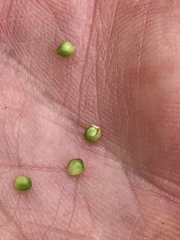 Carex caroliniana