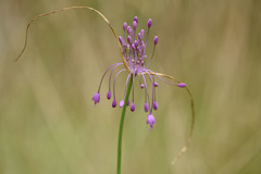 Allium carinatum pulchellum