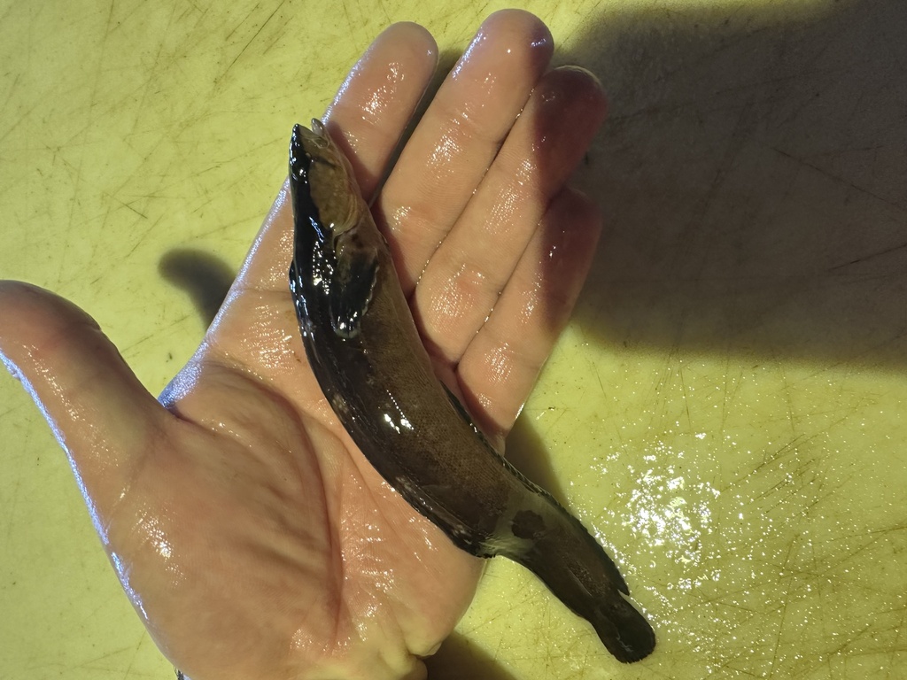 Walker's prickleback (Ernogrammus walkeri) — Stichaeidae