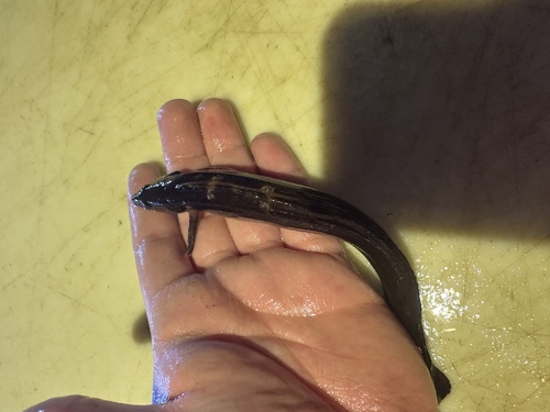 Walker's prickleback (Ernogrammus walkeri) — Stichaeidae — 2