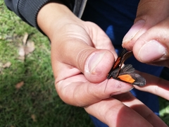 Sangalopsis microleuca