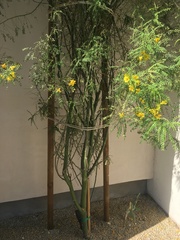 Parkinsonia aculeata