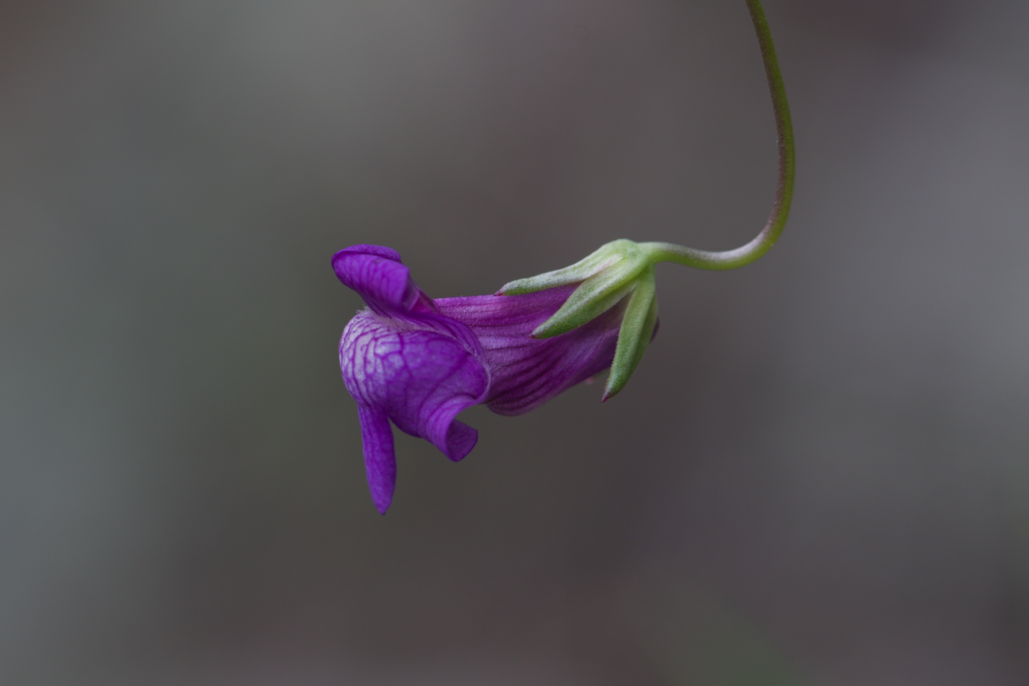 Image of Neogaerrhinum strictum by (c) Arvel Hernandez, some rights reserved (CC BY)