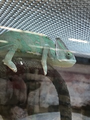 Chamaeleonidae